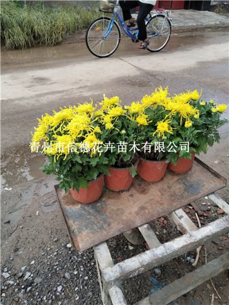 千头菊，大菊花，各种规格都有，品种全量大