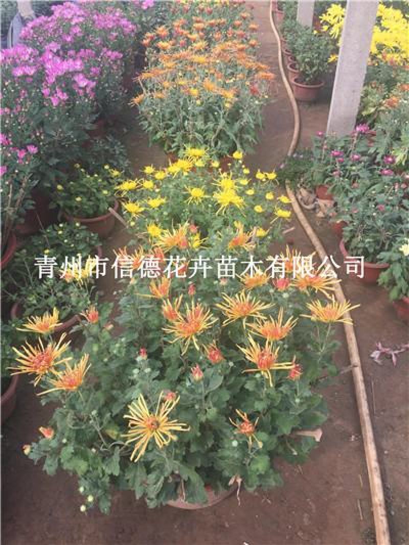 千头菊，大菊花，各种规格都有，品种全量大