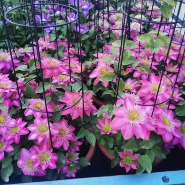 铁线莲，花色全，基地量大货源充足，自产自销