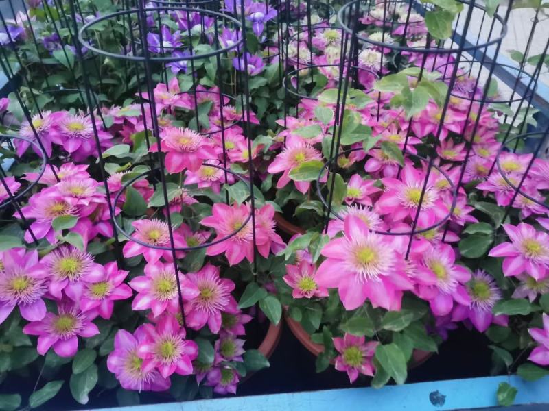铁线莲，花色全，基地量大货源充足，自产自销