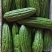 苦瓜，凉瓜、油苦瓜