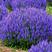 蓝花鼠尾草种子红花紫花一串蓝花种子多年生蓝鼠尾草种子