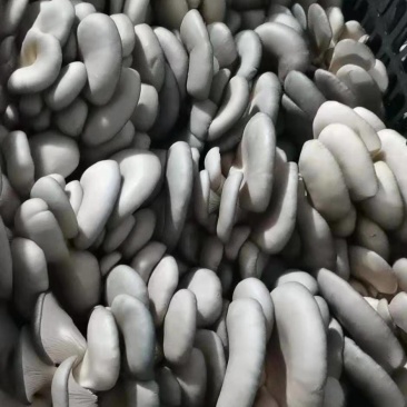 陕西反季节平菇大量上市了