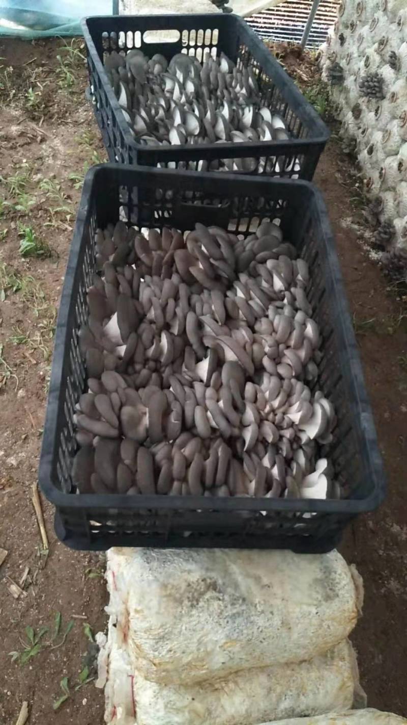 陕西反季节平菇大量上市了