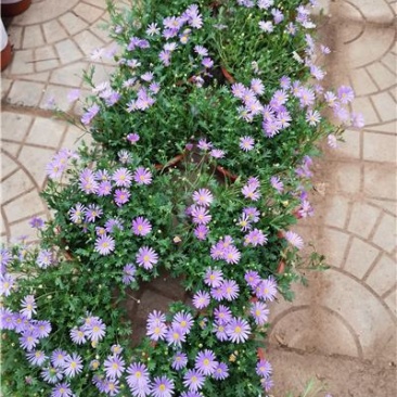 姬小菊，大量上市，花头多，棵型好