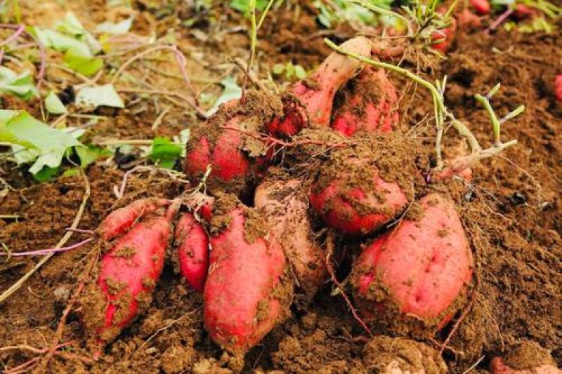 自家生态农场种植红薯地瓜干，无土无皮