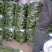 螺丝椒鲜辣椒唐山滦南螺丝椒大量上市，欢迎各位客商来电咨询