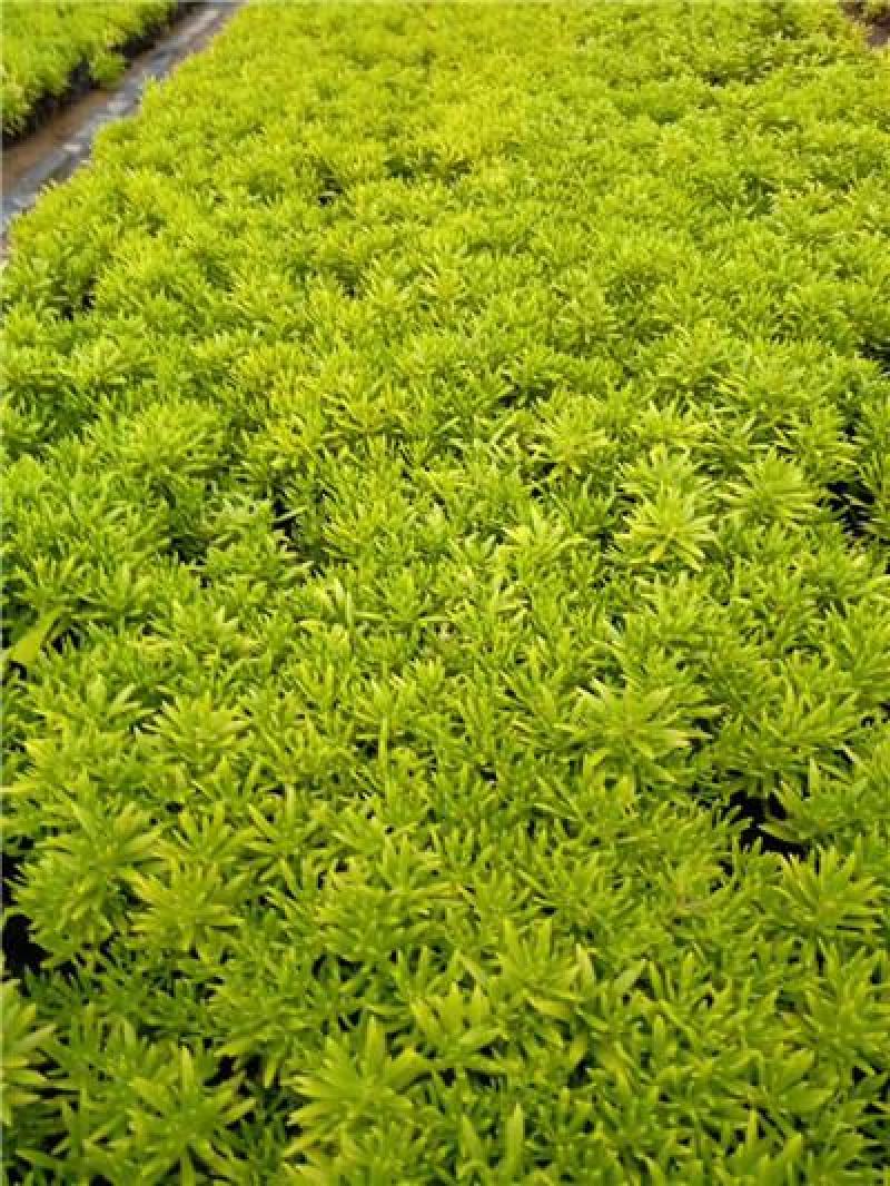 绿叶佛甲草，规格齐全，适合屋顶绿化，量大，低价处理