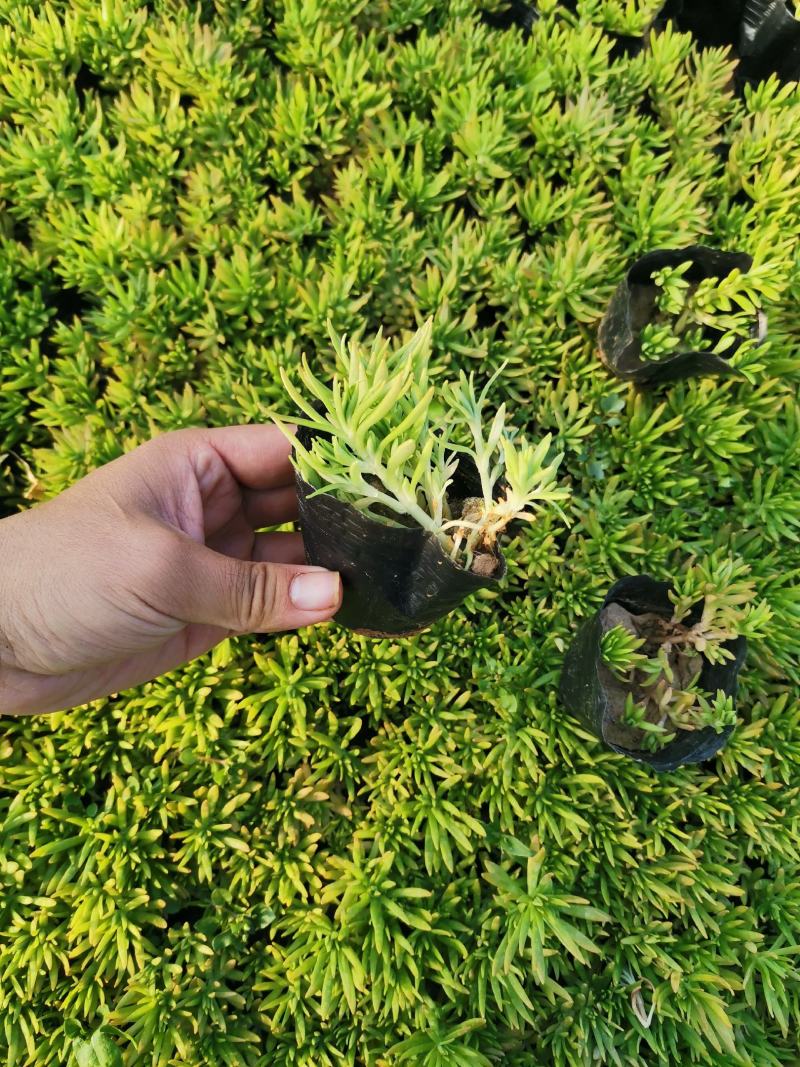 绿叶佛甲草，规格齐全，适合屋顶绿化，量大，低价处理