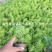 绿叶佛甲草，规格齐全，适合屋顶绿化，量大，低价处理