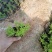 绿叶佛甲草，规格齐全，适合屋顶绿化，量大，低价处理