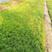 绿叶佛甲草，规格齐全，适合屋顶绿化，量大，低价处理