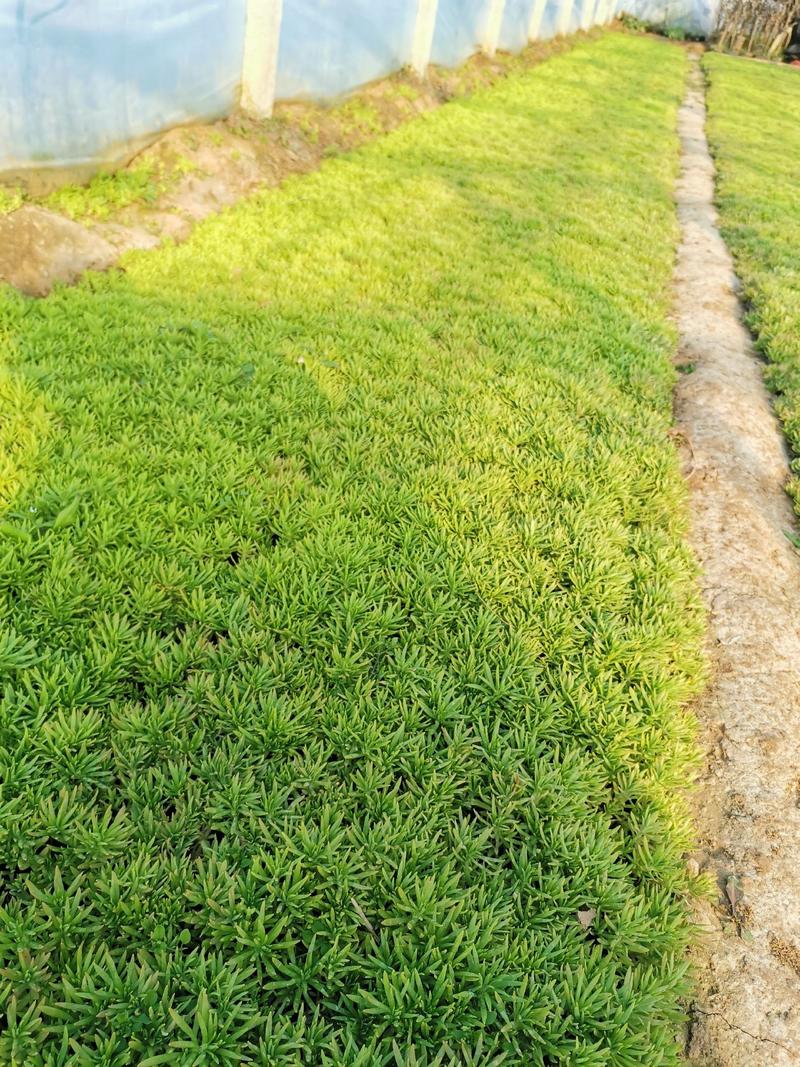绿叶佛甲草，规格齐全，适合屋顶绿化，量大，低价处理