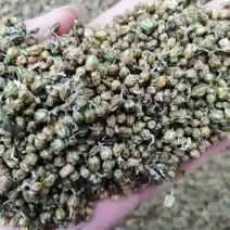 野菊花烘干野菊花大别山野生中药材批发零售