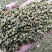 野菊花烘干野菊花大别山野生中药材批发零售