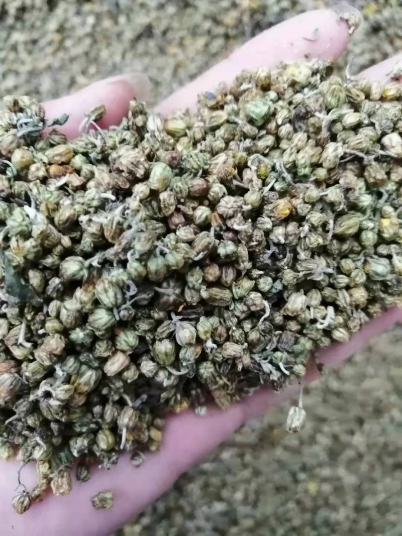 野菊花烘干野菊花大别山野生中药材批发零售