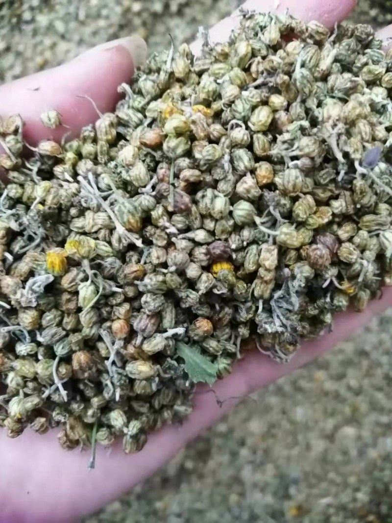 野菊花烘干野菊花大别山野生中药材批发零售