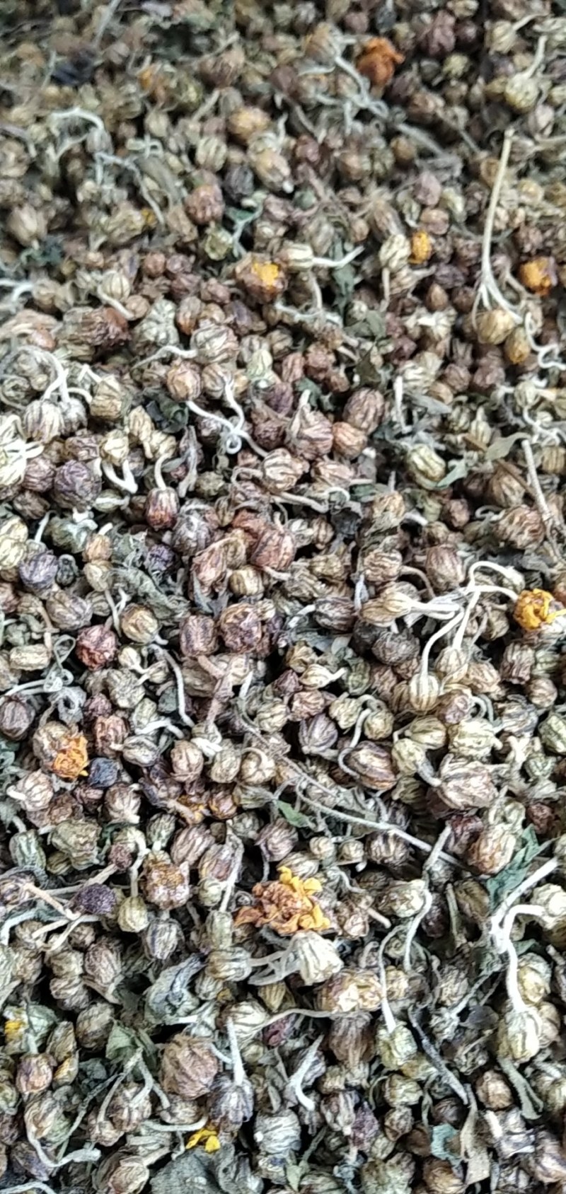 野菊花烘干野菊花大别山野生中药材批发零售