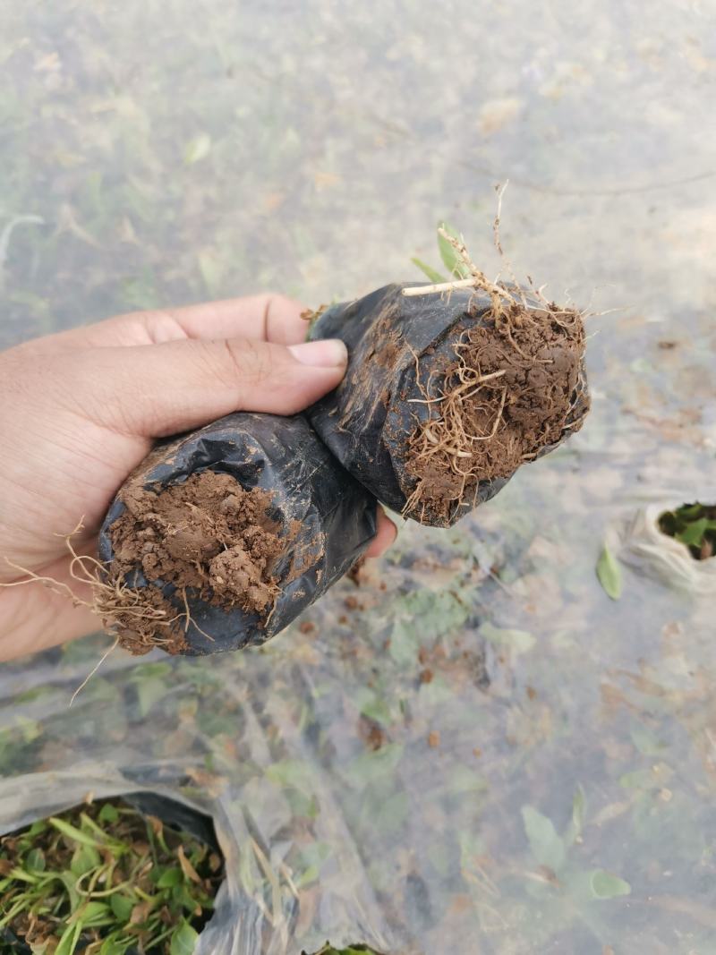 紫花地丁，苗圃直供，质优价廉大量有货，低价处理