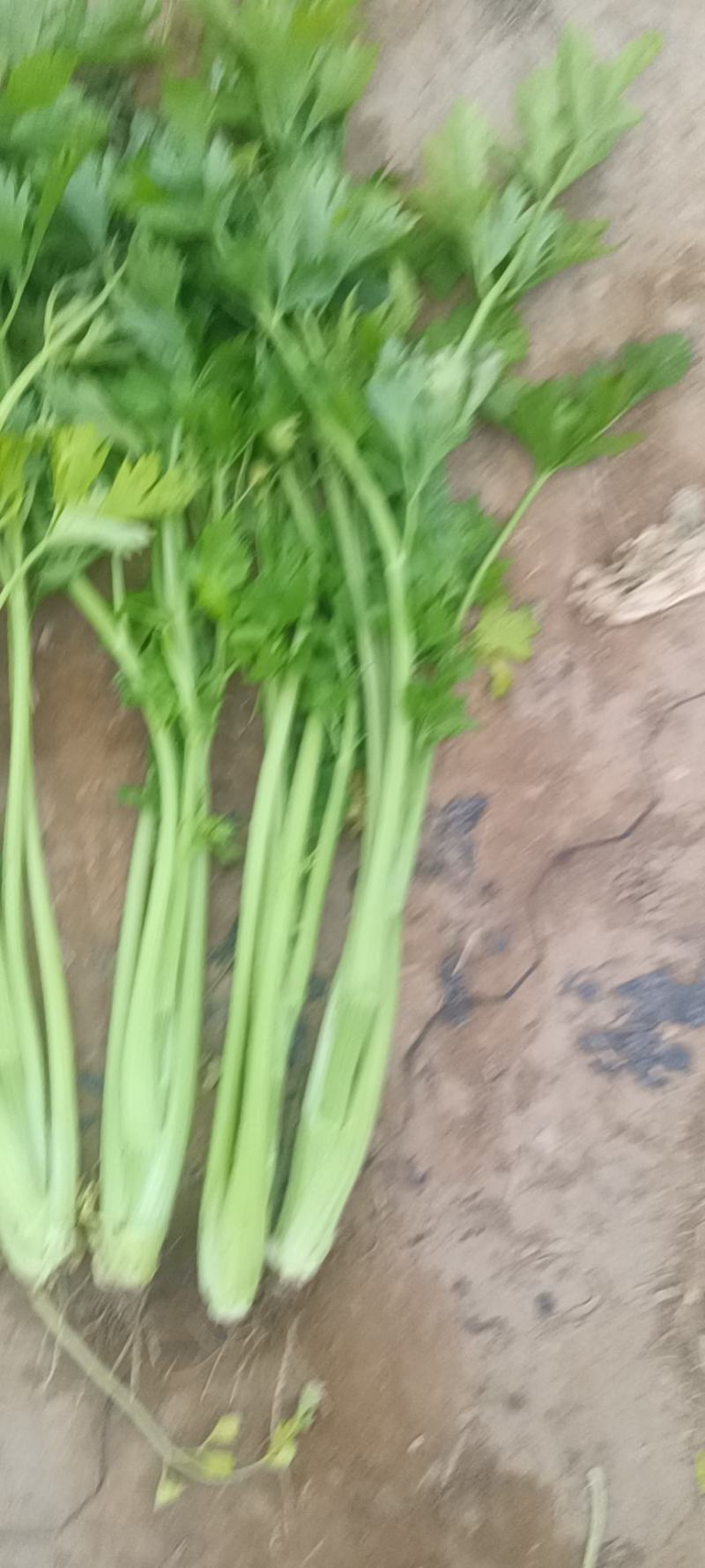 芹菜正在出售，欢迎加工厂的各位老板来订购