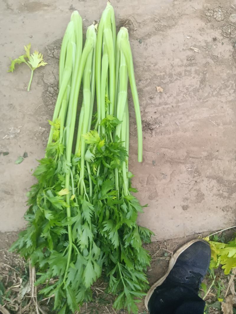 芹菜正在出售，欢迎加工厂的各位老板来订购
