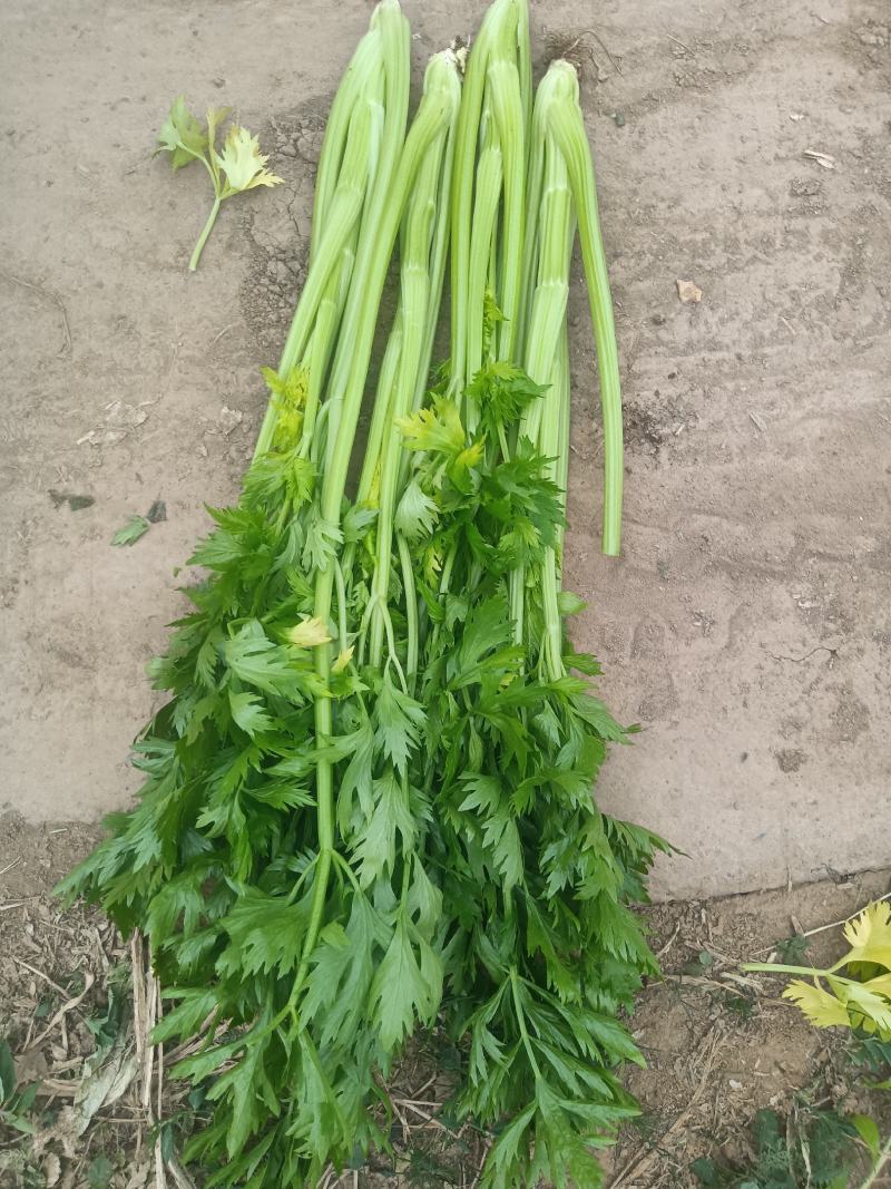 芹菜正在出售，欢迎加工厂的各位老板来订购
