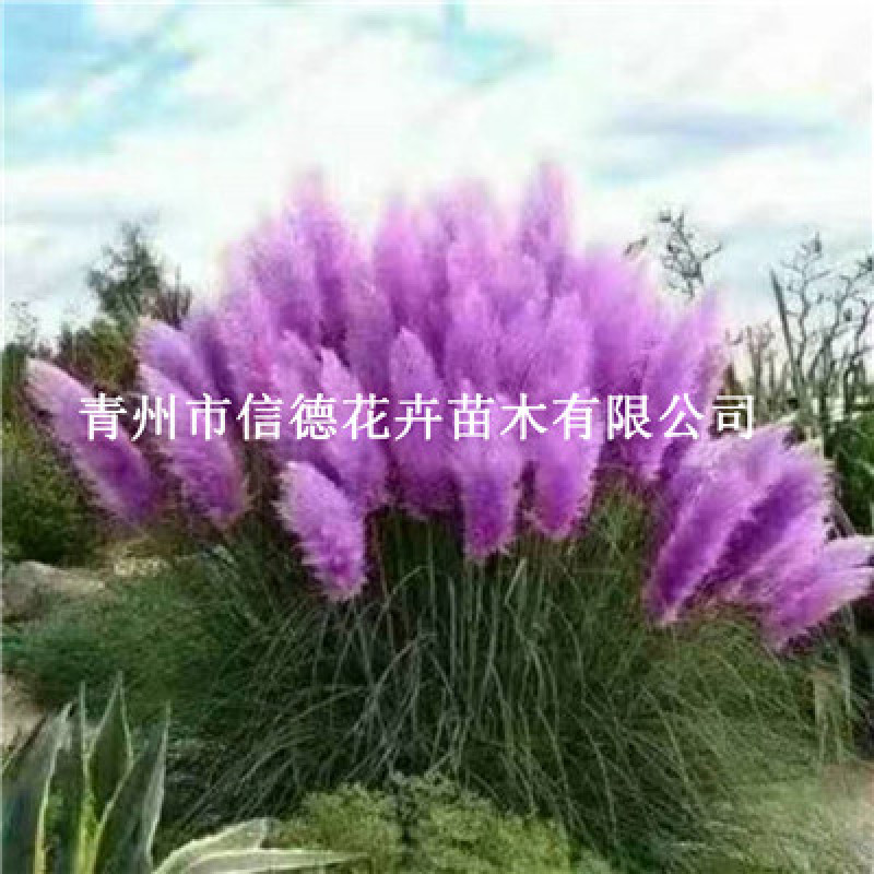 粉蒲苇，粉花蒲苇，品种正宗，价格实惠，观赏草专用