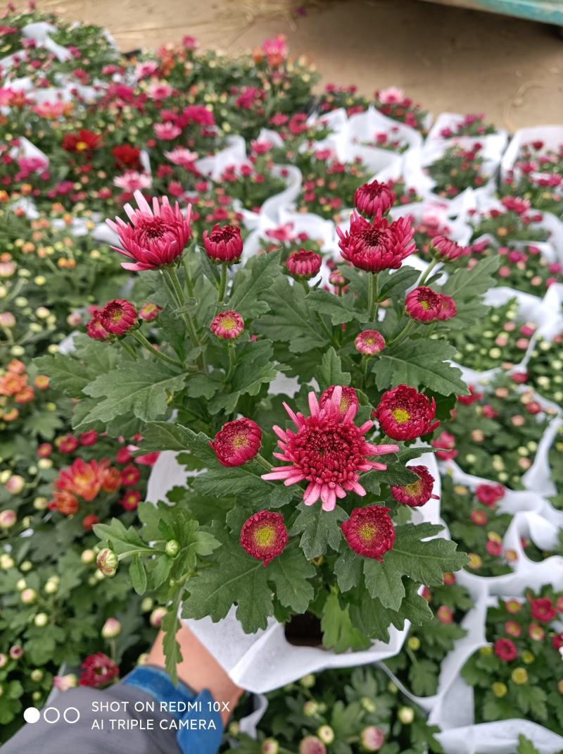 荷兰菊基地直发货品种齐全色泽鲜艳