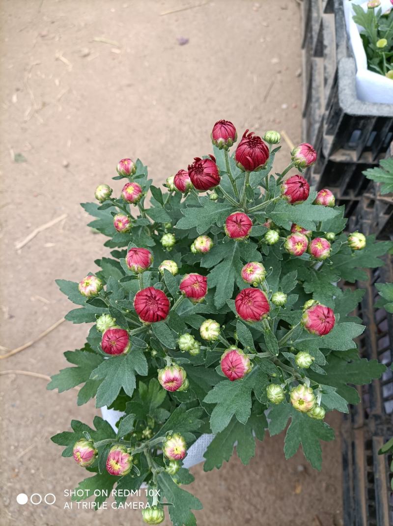 荷兰菊基地直发货品种齐全色泽鲜艳