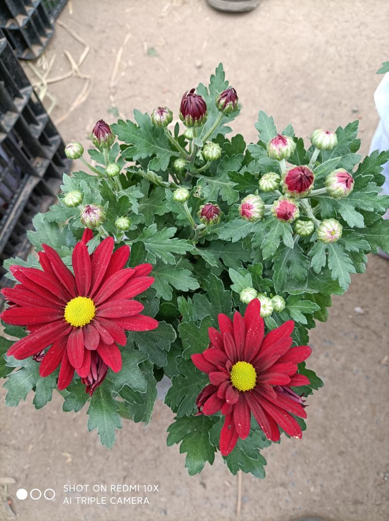 荷兰菊基地直发货品种齐全色泽鲜艳