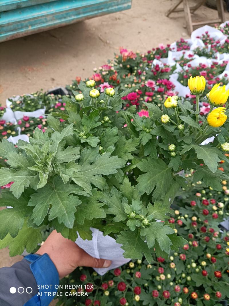 荷兰菊基地直发货品种齐全色泽鲜艳