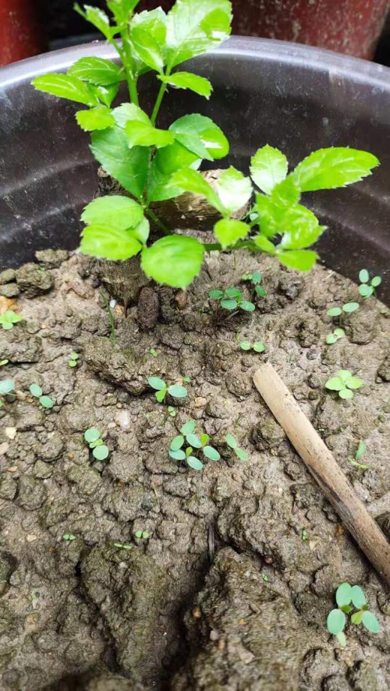 簕菜苗苦刺心苗簕头菜适合阳台花园种植野菜农家菜簕菜