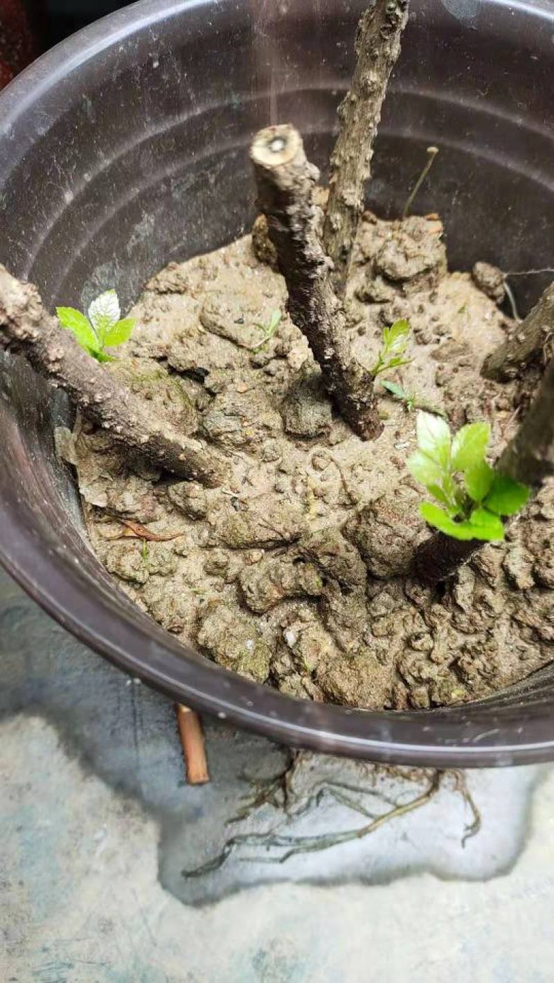 簕菜苗苦刺心苗簕头菜适合阳台花园种植野菜农家菜簕菜