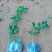 簕菜苗苦刺心苗簕头菜适合阳台花园种植野菜农家菜簕菜