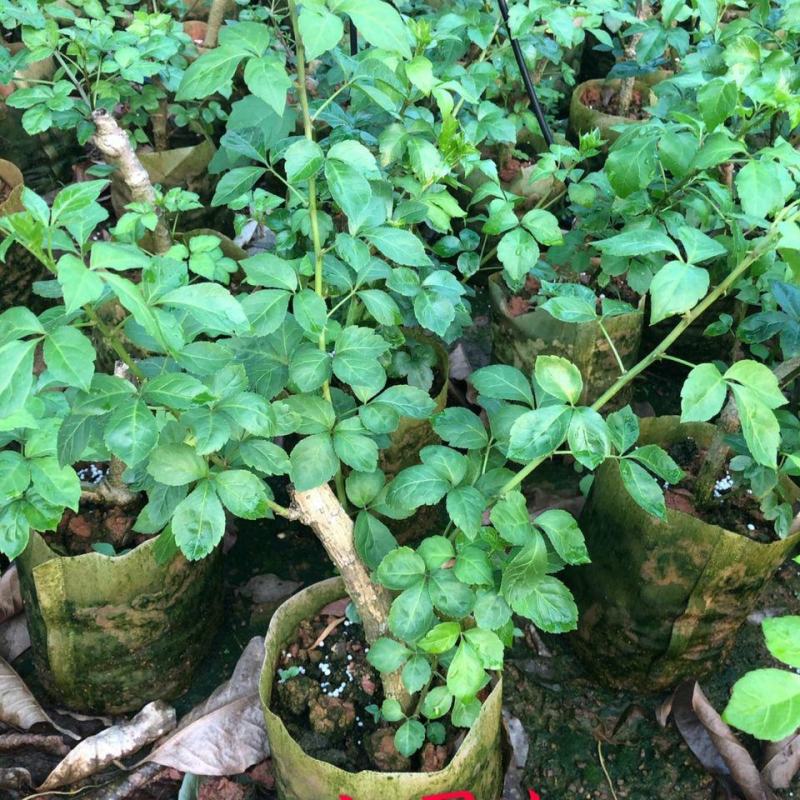 簕菜苗苦刺心苗簕头菜适合阳台花园种植野菜农家菜簕菜