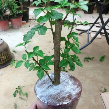 簕菜苗苦刺心苗簕头菜适合阳台花园种植野菜农家菜簕菜