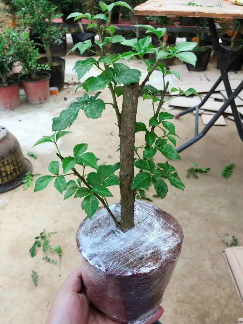簕菜苗苦刺心苗簕头菜适合阳台花园种植野菜农家菜簕菜