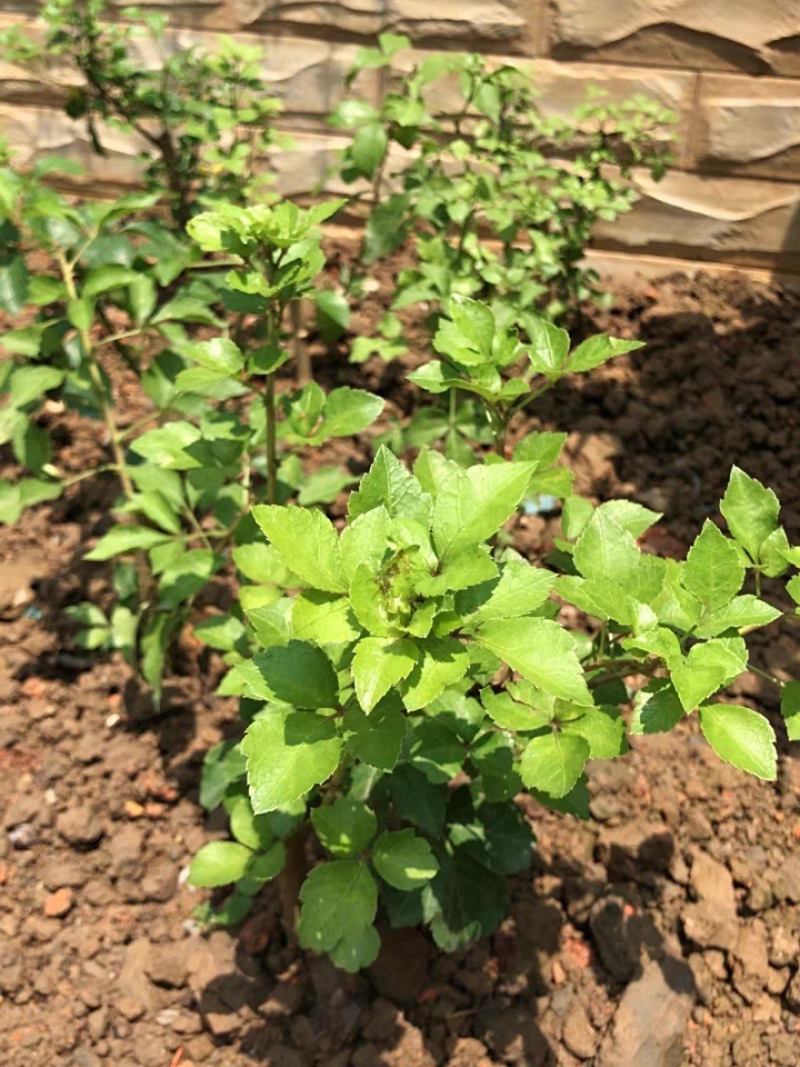 簕菜苗苦刺心苗簕头菜适合阳台花园种植野菜农家菜簕菜