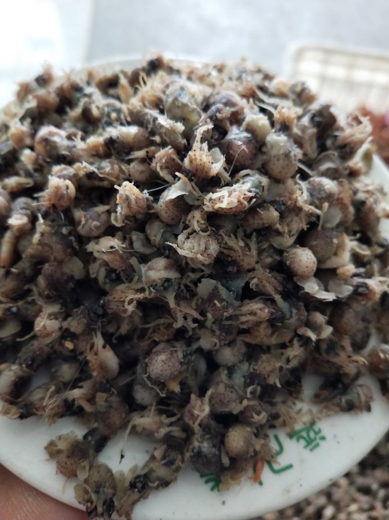 墨斗鱼墨鱼仔！熟冻品！辣炒做汤包水饺！自家加工一手货源