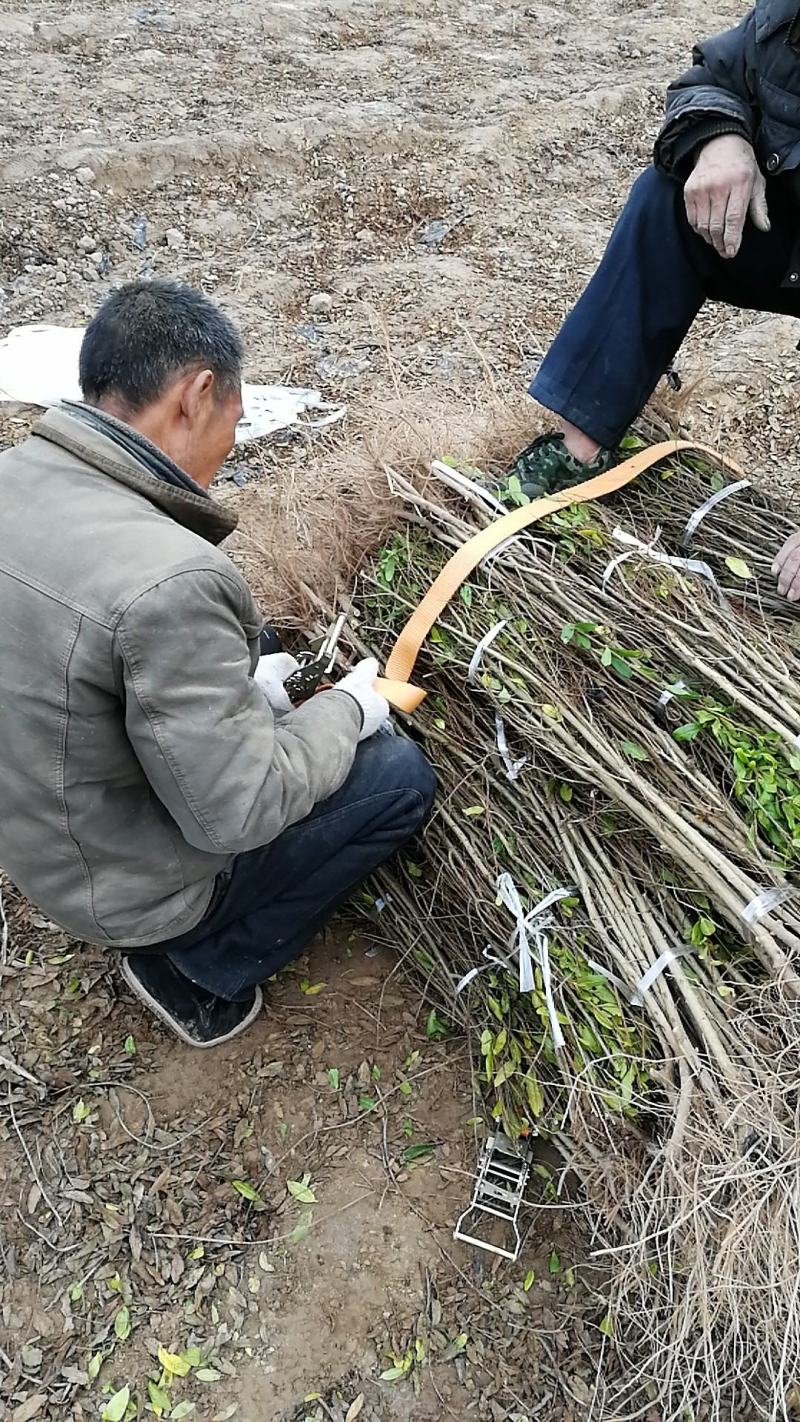 突尼斯软籽石榴树苗，软籽石榴，免费提醒技术支持