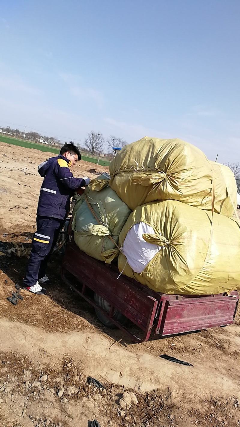 突尼斯软籽石榴树苗，软籽石榴，免费提醒技术支持