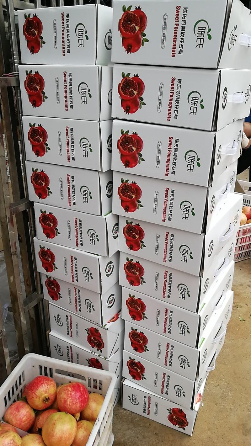 突尼斯软籽石榴树苗，软籽石榴，免费提醒技术支持