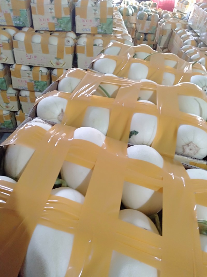 东方蜜甜瓜装箱散装现摘现发场地直达量大从优精装一斤半以上