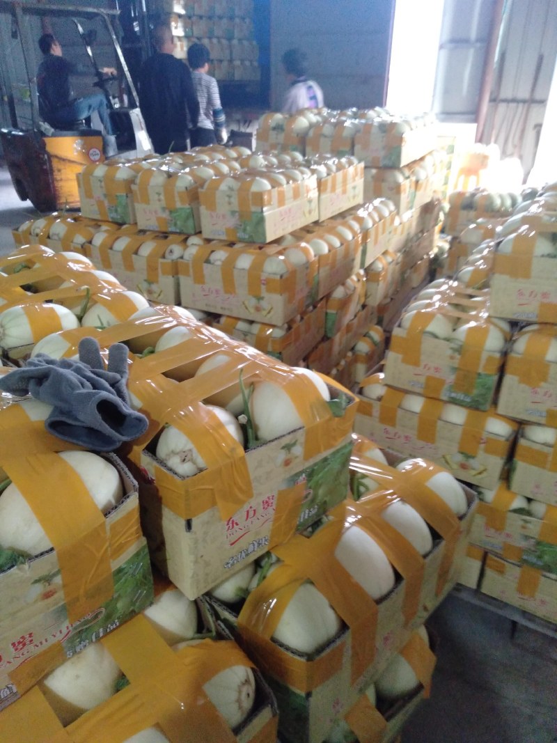 东方蜜甜瓜装箱散装现摘现发场地直达量大从优精装一斤半以上