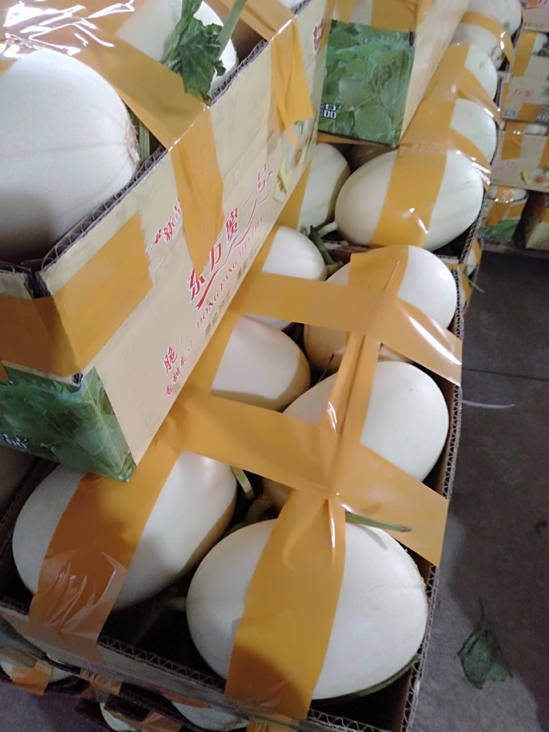 东方蜜甜瓜装箱散装现摘现发场地直达量大从优精装一斤半以上