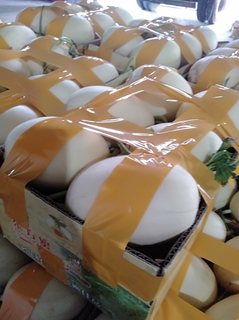 甜瓜东方蜜一号甜瓜香瓜场地直达现摘现卖量大从优