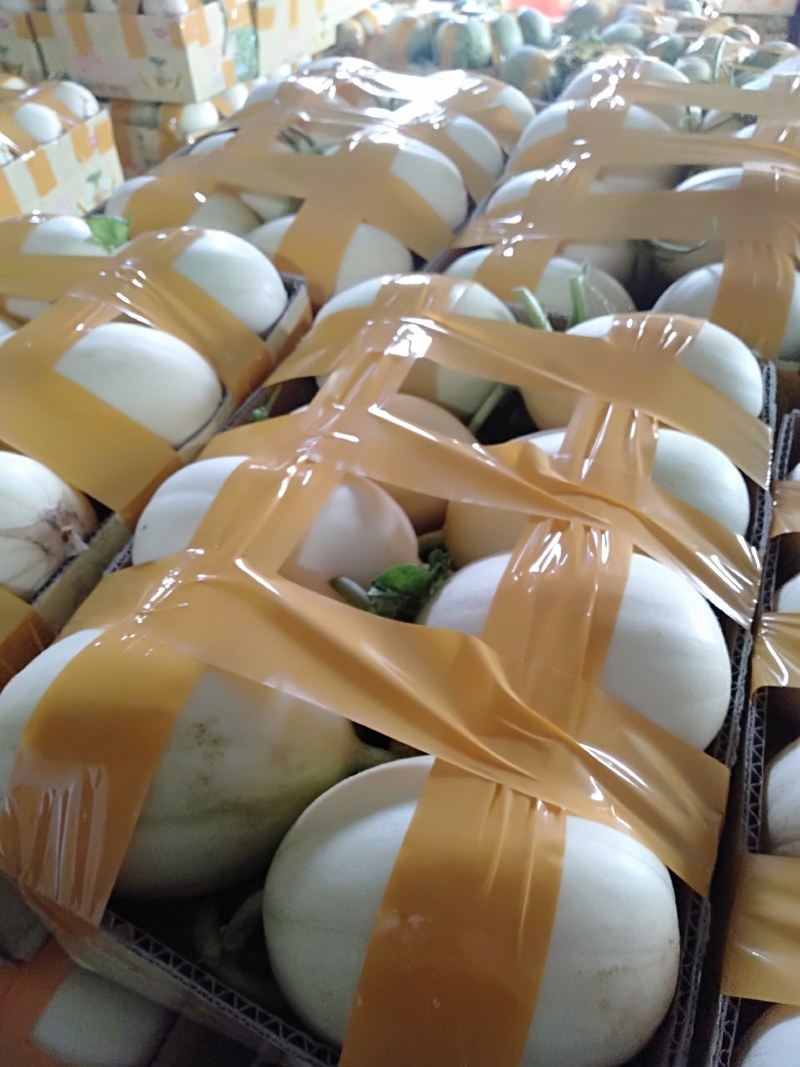 甜瓜东方蜜一号甜瓜香瓜场地直达现摘现卖量大从优