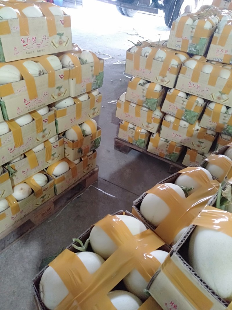 甜瓜东方蜜一号甜瓜香瓜场地直达现摘现卖量大从优
