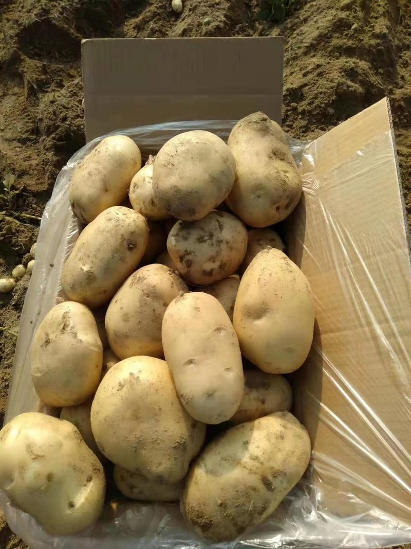 云南丽薯六号新土豆大量上市产地直发，现挖现发，量大从优