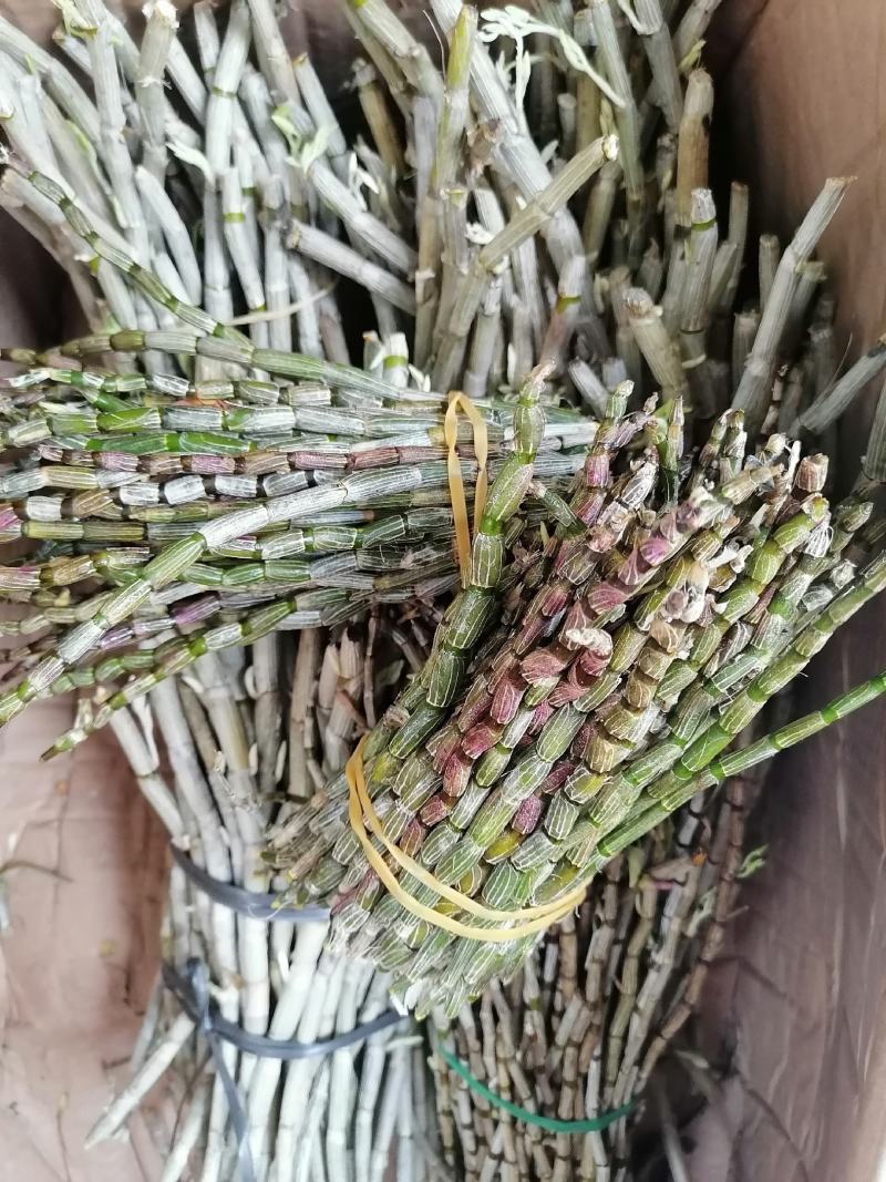 铁皮石斛，鲜货，扎把，新鲜干净，专业批发